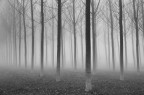 la foresta incantata la foresta incantata