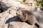 marmotta