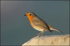 Robin Robin