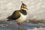 Pavoncella (Vanellus vanellus) Pavoncella (Vanellus vanellus)