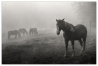 Cavalli nella nebbia Cavalli nella nebbia