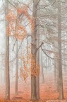 Before the true winter Before the true winter