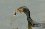 Cormorano con preda
