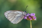 Aporia Aporia