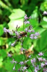 ape tra i fiori ape tra i fiori