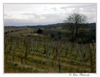 Paesaggio Toscano Paesaggio Toscano