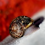 *** Filigrana d'oro ***