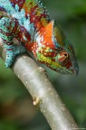 Furcifer pardalis (Camaleonte pantera) Furcifer pardalis (Camaleonte pantera)
