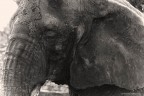 sad elephant sad elephant