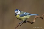 Cinciarella (Cyanistes caeruleus) Cinciarella (Cyanistes caeruleus)