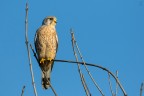..falco tinnunculus.. ..falco tinnunculus..