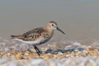 Piovanello pancianera (Calidris alpina) Piovanello pancianera (Calidris alpina)