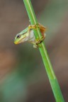 Hyla Hyla