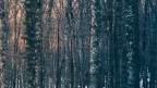 nel profondo del bosco... nel profondo del bosco...