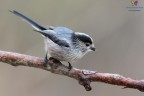 Codibugnolo Grigio (Aegithalos caudatus italiae)