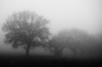 Spectral Mornings
