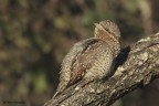 Torcicollo Torcicollo
