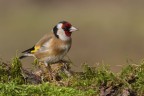Cardellino (Carduelis carduelis), c & c sono graditi.

[url=http://postimage.org/index.php?lang=italian]hosting immagini[/url]]Clicca qui per la versione ad alta risoluzione![/url]