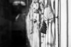 Simple leaves II