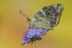Arginnis pahia Arginnis pahia