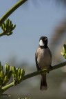 Bulbul Bulbul