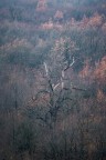 l'albero decaduto l'albero decaduto