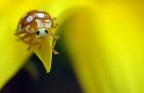 Mondo giallo... Mondo giallo...