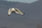 Ibis sacro Ibis sacro
