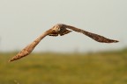 In caccia........ In caccia........