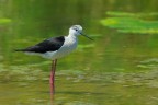 Cavaliere d'Italia (Himantopus himantopus) Cavaliere d'Italia (Himantopus himantopus)