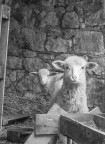 lambs lambs