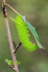Laothoe populi Laothoe populi
