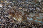 Pesce lucertola Pesce lucertola