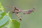 Empusa pennata