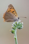 Vetusta Vetusta