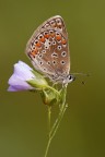 Licenide Polyommato Licenide Polyommato