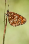 Melithaea athalia Melithaea athalia