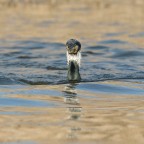 Uno strano periscopio