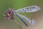 Distoleon tetragrammicus (Fabricius, 1798) Distoleon tetragrammicus (Fabricius, 1798)