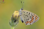 Lycaena tityrus.... Lycaena tityrus....