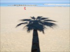 Palma Palma
