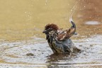 Giochi d'acqua Giochi d'acqua