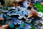 foglie e funghi foglie e funghi