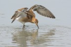Combattente (Philomachus pugnax) Combattente (Philomachus pugnax)