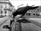 Il corvo impertinente