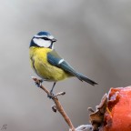 ..cyanistes caeruleus.. ..cyanistes caeruleus..