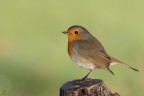 ..robin.. ..robin..