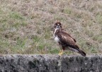 ..buteo buteo.. ..buteo buteo..