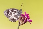 Melanargia galathea