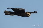 Falco di palude Falco di palude